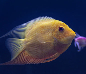 Bekendste Tetra soorten onder aquariumliefhebbers - Huisdierplezier