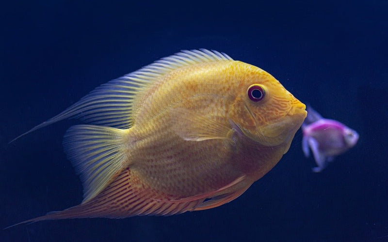 Bekendste Tetra soorten onder aquariumliefhebbers - Huisdierplezier
