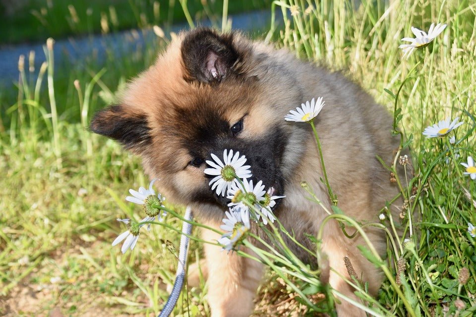 Huisdierplezier Giftige planten voor honden