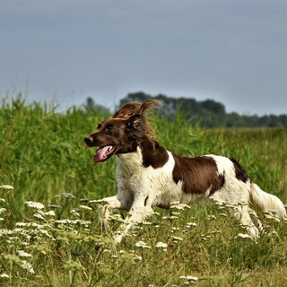 Mooie losloopgebieden voor honden in Nederland - Huisdierplezier