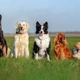 11 Nederlandse hondenrassen
