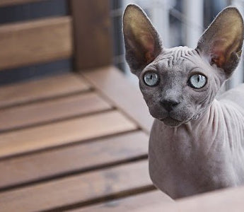 Alles over het kattenras de Sphynx oftewel de naaktkat - Huisdierplezier