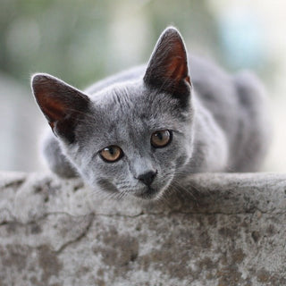 Alles wat je moet weten over het kattenras de Blauwe Rus - Huisdierplezier