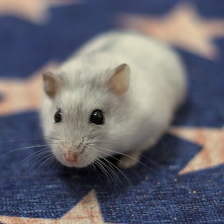 De 15 meest gestelde vragen over hamsters - Huisdierplezier