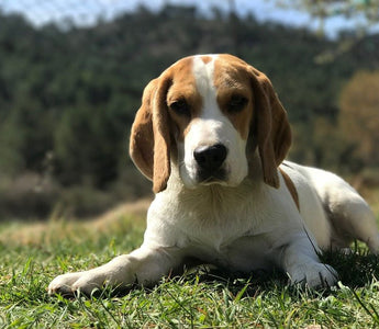 De Beagle - Huisdierplezier