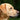 De beste Labrador hondenmand - Huisdierplezier