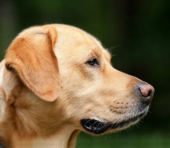 De beste Labrador hondenmand - Huisdierplezier