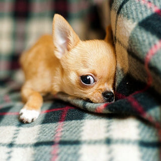De Chihuahua - Huisdierplezier