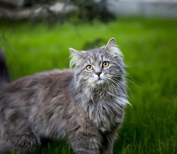 De prachtige Maine Coon - Huisdierplezier