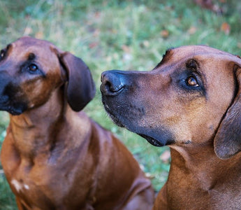 De Rhodesian Ridgeback - Huisdierplezier