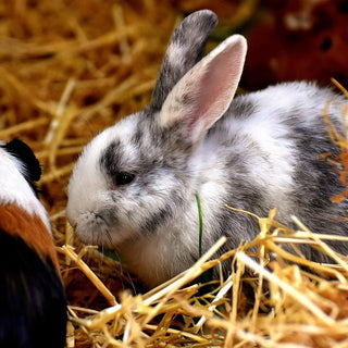 Een konijn en een cavia samen? - Huisdierplezier