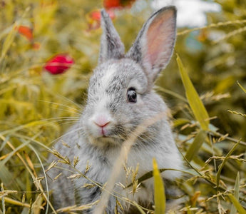 Een natuurlijke leefomgeving voor jouw konijnen - Huisdierplezier