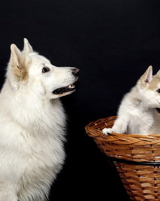 Een puppy vervoeren - Huisdierplezier