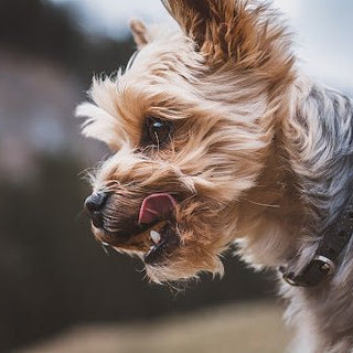 Gezonde hondensnacks voor jouw hond? - Huisdierplezier