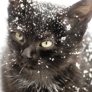 Heeft een kat het koud in de winter? - Huisdierplezier