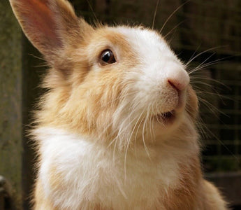 Help! Mijn konijn eet zijn keutels - Huisdierplezier