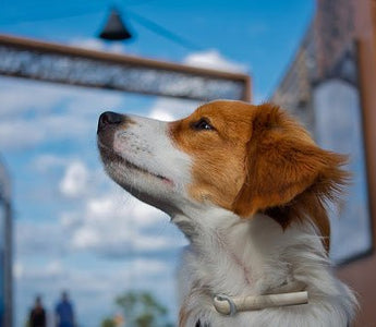 Het Kooikerhondje - Huisdierplezier