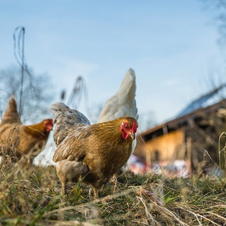 Hoe groot moet een kippenverblijf zijn? - Huisdierplezier