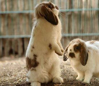 Hoe groot moet een konijnenhok zijn? - Huisdierplezier