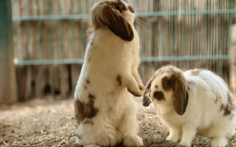 Hoe groot moet een konijnenhok zijn? - Huisdierplezier