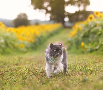 Hoe houd ik mijn kat in de tuin? - Huisdierplezier