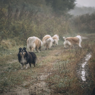 Hoe zorg ik dat mijn hond komt als ik roep? - Huisdierplezier