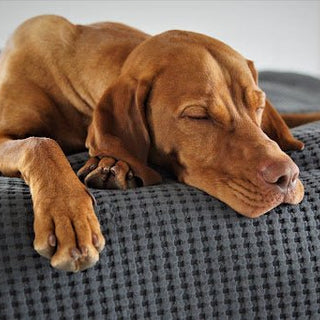 Hond afleren op de bank te springen - Huisdierplezier