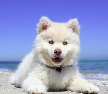 Honden en warme zomerdagen - Huisdierplezier
