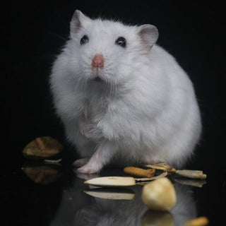 Leuke hamster weetjes! - Huisdierplezier