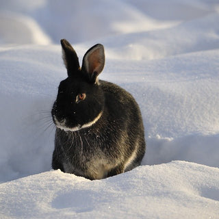 Moet ik mijn konijn naar binnen halen in de winter? - Huisdierplezier