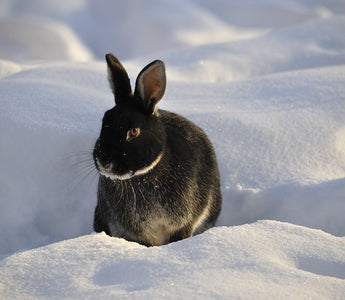 Moet ik mijn konijn naar binnen halen in de winter? - Huisdierplezier