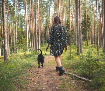 Mooie wandelplekken met je hond: Brabant - Huisdierplezier