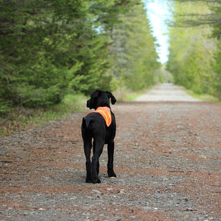 Puppy benodigdheden checklist - Huisdierplezier