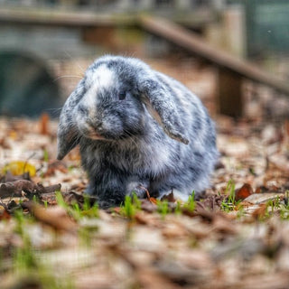 Tips voor het koppelen van konijnen - Huisdierplezier