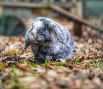 Tips voor het koppelen van konijnen - Huisdierplezier