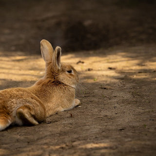 Trance of tonische immobiliteit bij konijnen! - Huisdierplezier