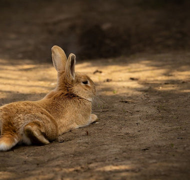 Trance of tonische immobiliteit bij konijnen! - Huisdierplezier