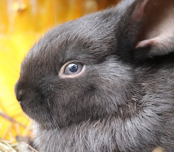 Veel gestelde vragen over konijnen - Huisdierplezier