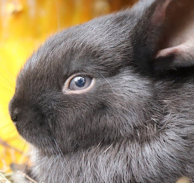 Veel gestelde vragen over konijnen - Huisdierplezier