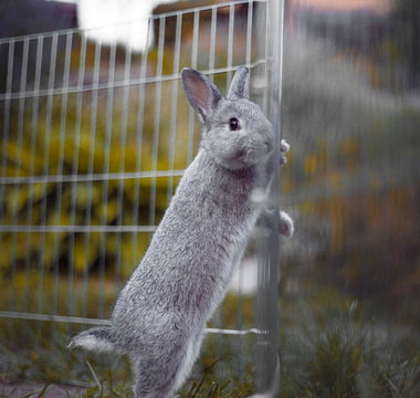 Verschillende soorten konijnenhokken - Huisdierplezier