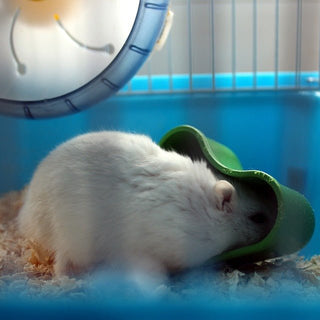 Wat kan ik doen om verveling tegen te gaan bij mijn hamster? - Huisdierplezier
