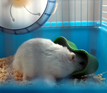 Wat kan ik doen om verveling tegen te gaan bij mijn hamster? - Huisdierplezier