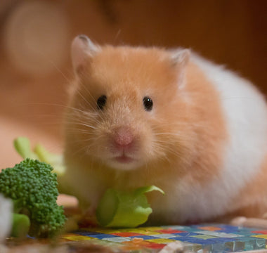 Wat mogen hamsters (niet) eten? - Huisdierplezier