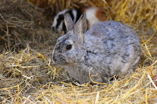 Welke bodembedekking voor een konijn? - Huisdierplezier