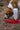 Draagbare Drinkbak Hond I Waterfles Gulliver - Huisdierplezier
