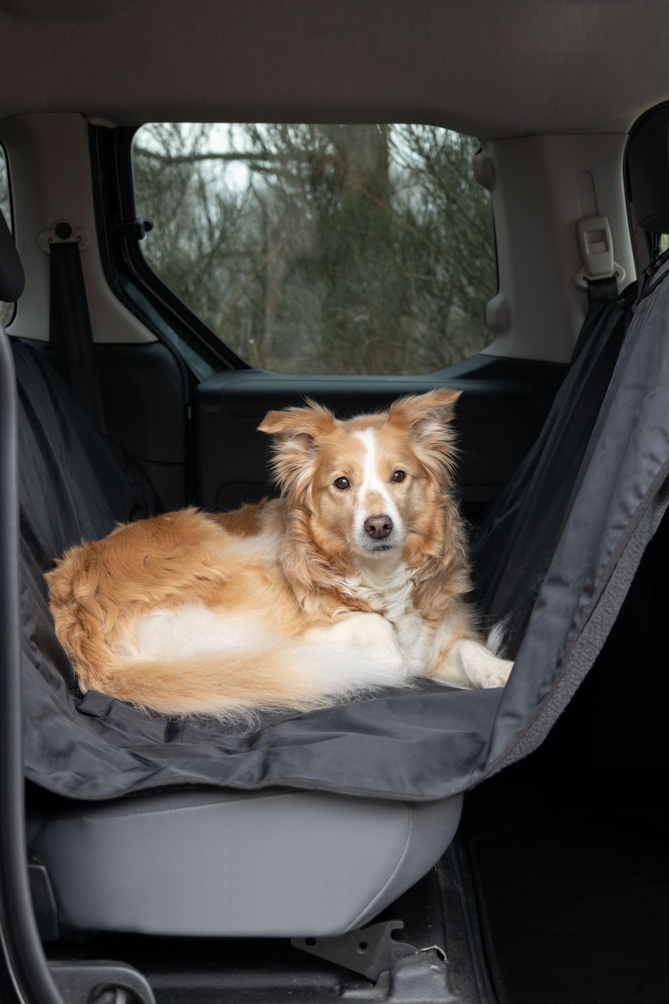 honden Autodeken Diona zwart - Huisdierplezier