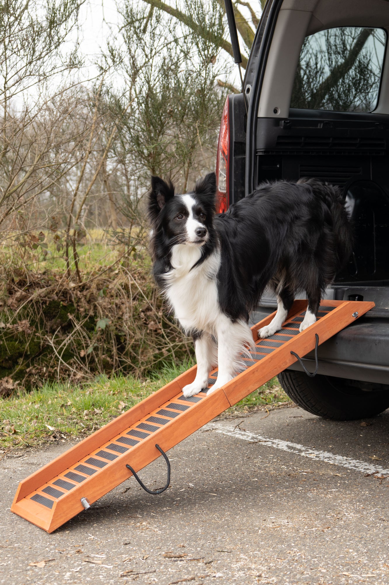 Honden Loopplank Vic - Huisdierplezier