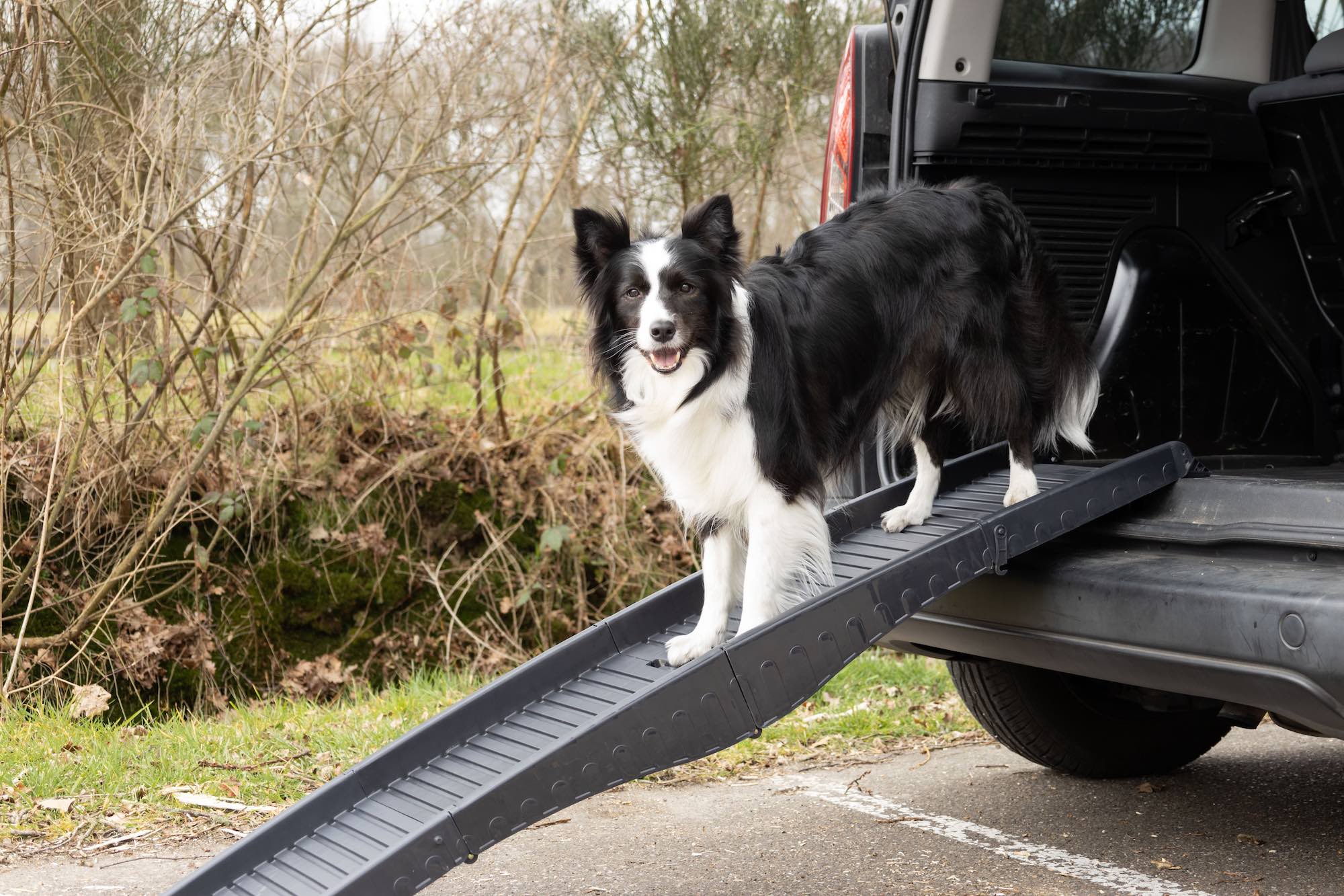 Auto Honden Loopplank Dim - Opvouwbaar tot 40kg - Huisdierplezier