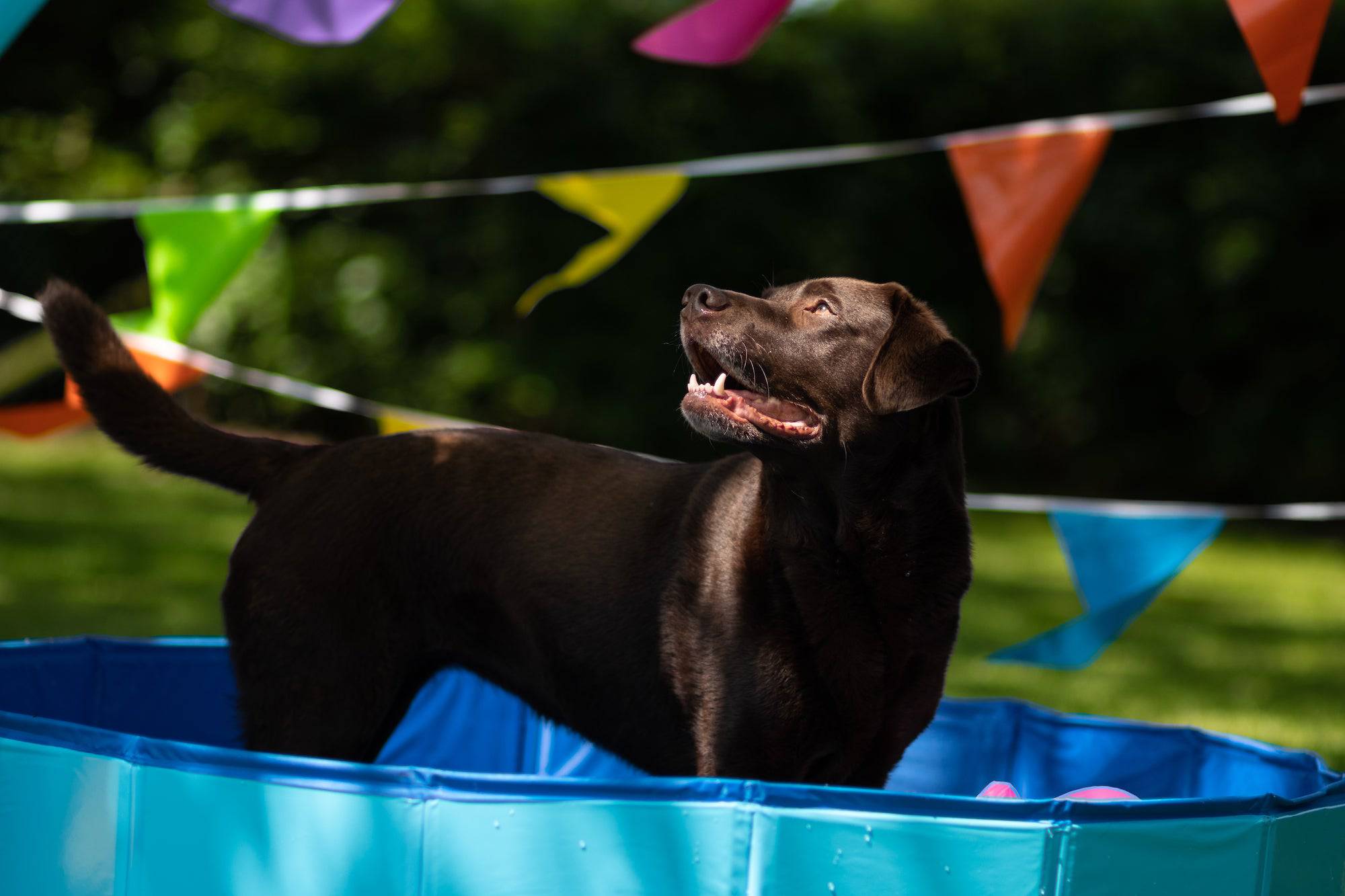 Hondenzwembad Doggy Splatter pool blauw - Huisdierplezier