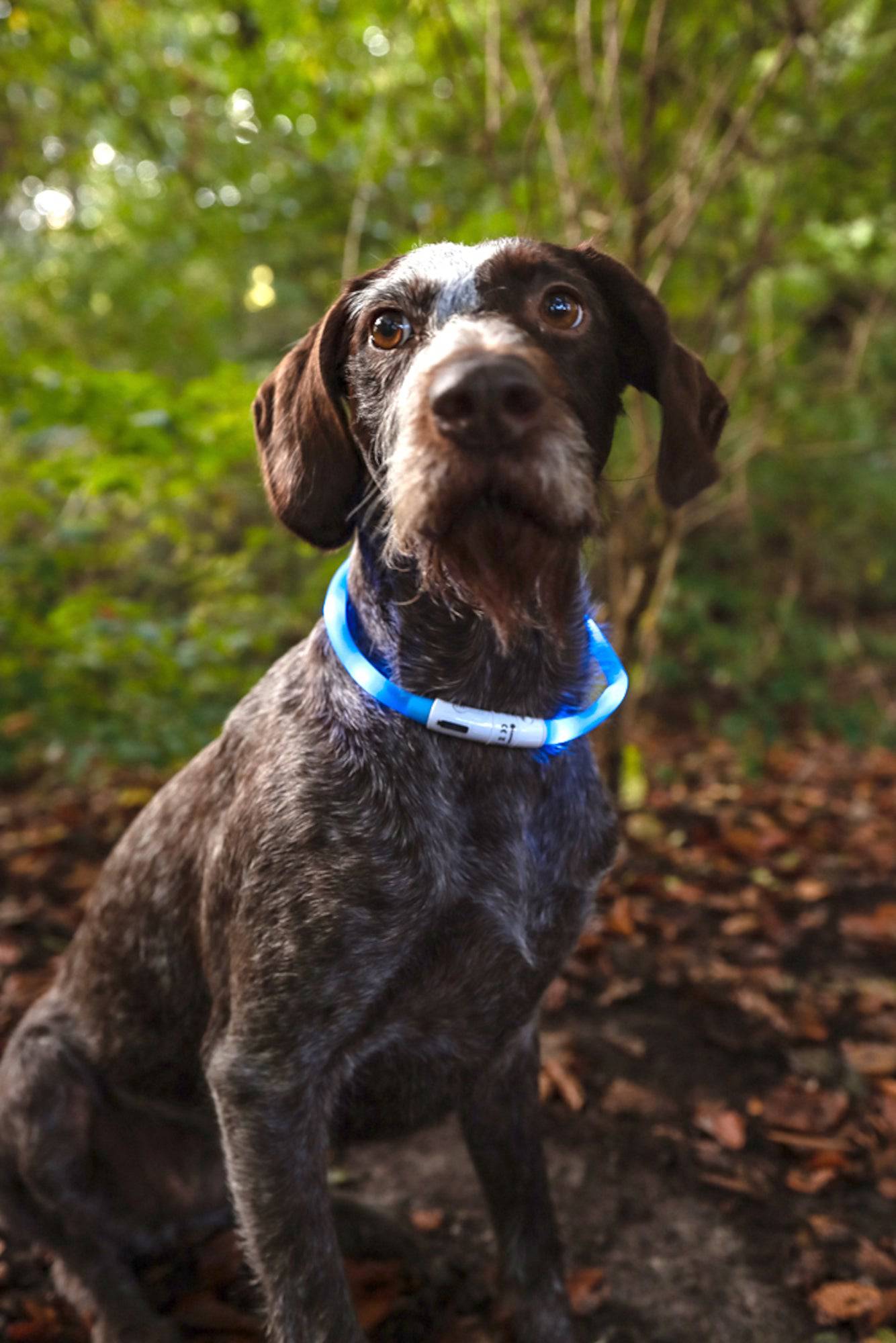 Lichtgevende Halsband hond - Huisdierplezier